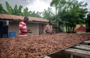 Cocoa Farmers in Ghana lament low earnings amid high prices